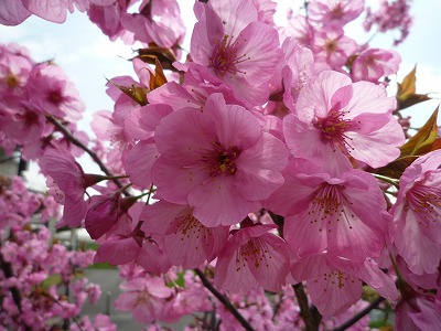春の緋桜