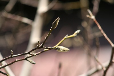 春を待つコブシのつぼみ