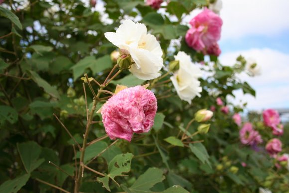 花の色が変わるスイフヨウ