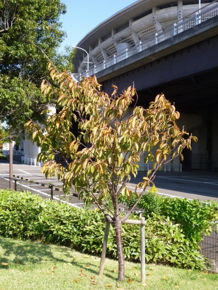 秋の緋桜