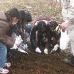 新横浜公園サクラソウ活動