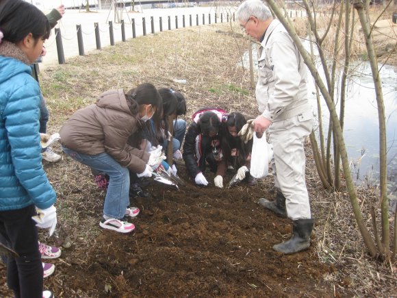 新横浜公園サクラソウ活動