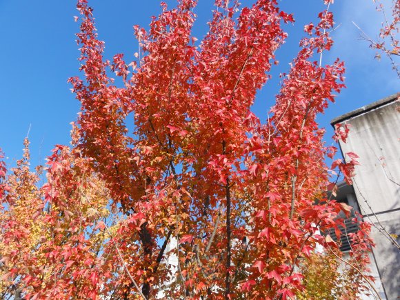 トウカエデの紅葉