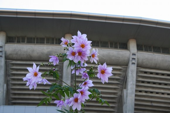 空高く咲く皇帝ダリア