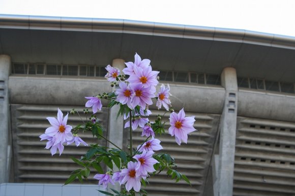 空高く咲く皇帝ダリア