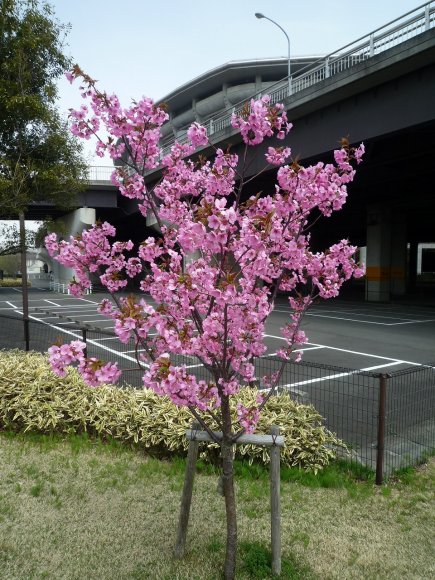 春のヨコハマヒザクラ