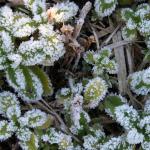 霜に包まれた植物