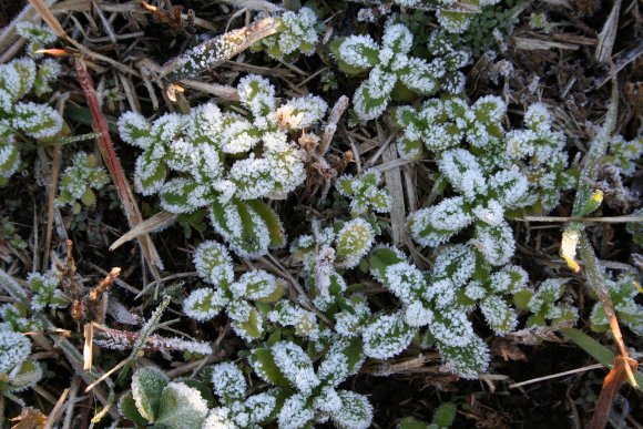 霜に包まれた植物