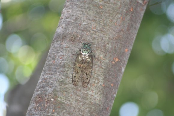 賑やかに鳴くミンミンゼミ