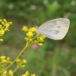 オミナエシの蜜を吸うモンシロチョウ