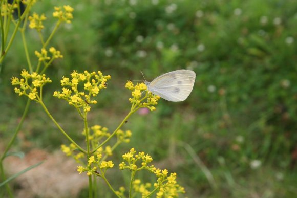 オミナエシの蜜を吸うモンシロチョウ