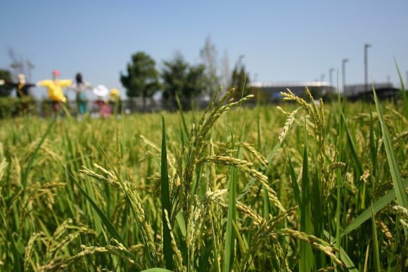 市民の方が植えた稲