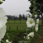 白い花と木と野球場