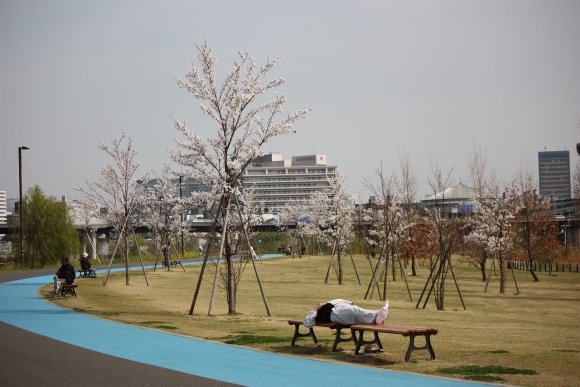 将来が楽しみな桜園路