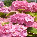 梅雨の花紫陽花