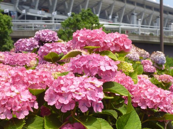 梅雨の花紫陽花