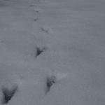 雪の上を歩いた鳥の足跡