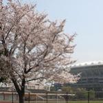 新横浜公園の標本木