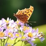 シオンの蜜を吸うキタテハ