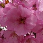 春の緋桜