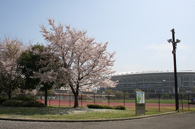 新横浜公園の標本木