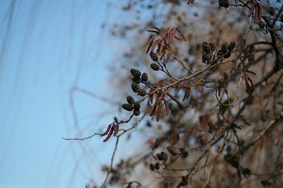 ハンノキの花